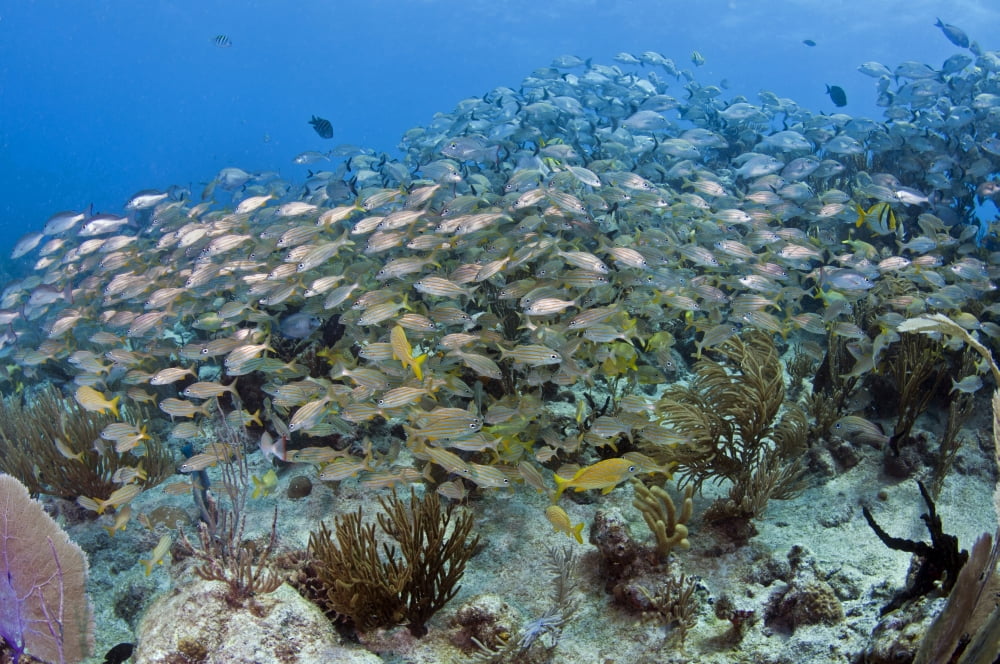 Schools of grunts and snapper over a Caribbean reef Canvas Art - Karen DoodyStocktrek Images (35 x 23)