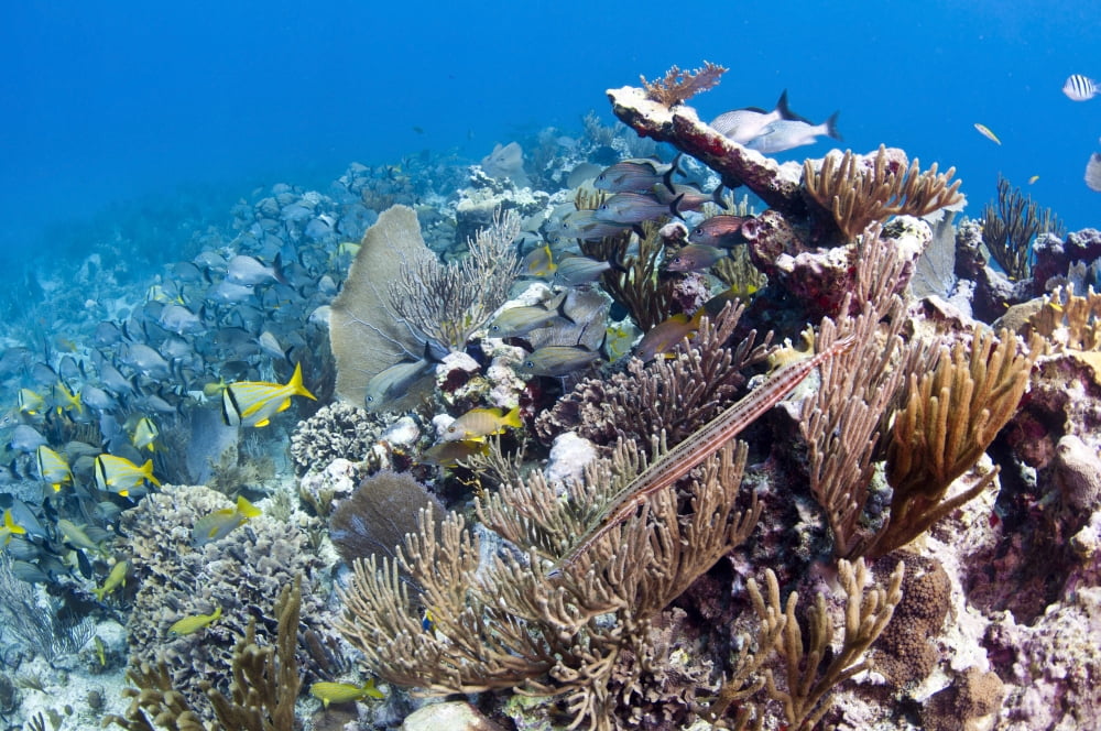 Schools of grunts and snappers on reef in Caribbean Sea Canvas Art - Karen DoodyStocktrek Images (35 x 23)
