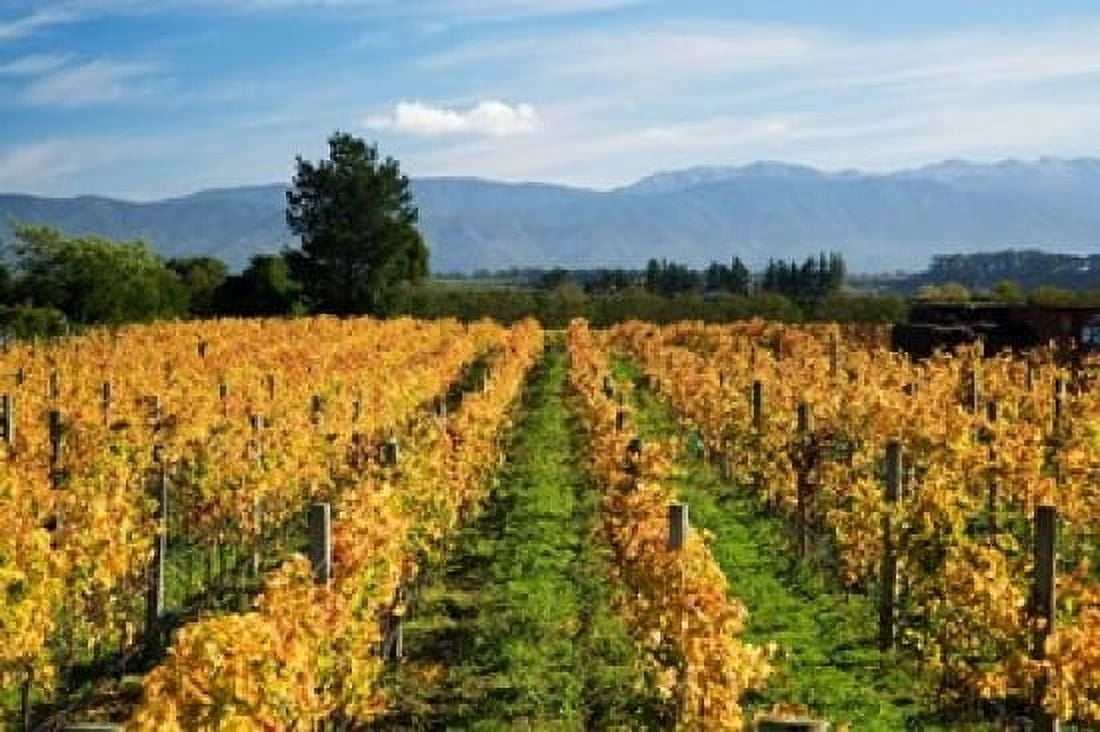 Schubert Vineyard Martinborough Wairarapa North Island New Zealand Canvas Art - David Wall DanitaDelimont (17 x 11)