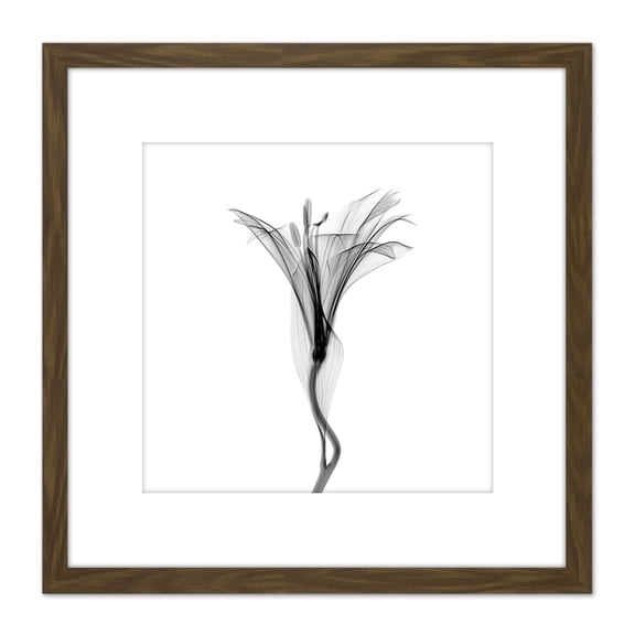 Schwartz NJIT Flower Greyscale X-Ray Transparent Photo 8X8 Inch Square Wooden Framed Wall Art Print Picture with Mount