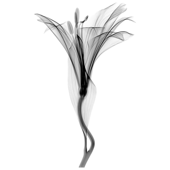 Schwartz NJIT Flower Greyscale X-Ray Transparent Photo Extra Large XL Wall Art Poster Print