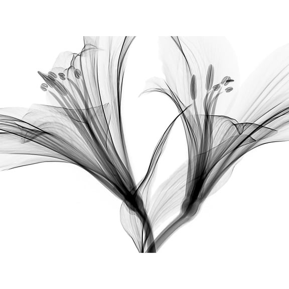 Schwartz NJIT Greyscale Flowers X-Ray Transparent Photo Extra Large XL Wall Art Poster Print