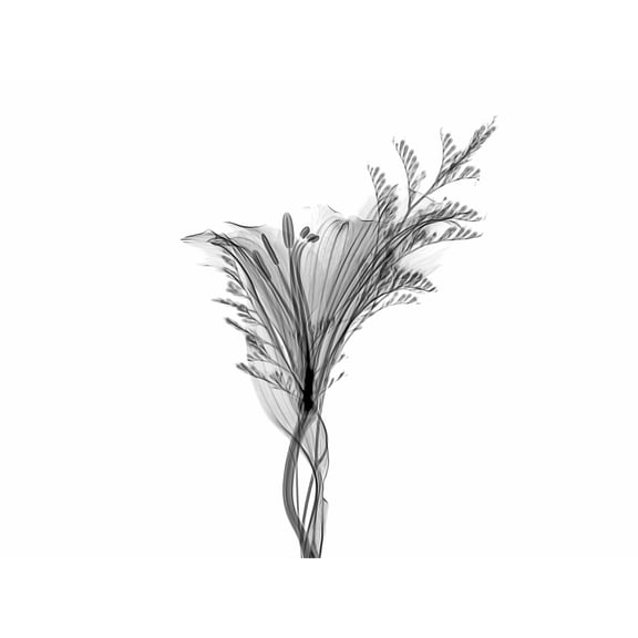 Schwartz NJIT Greyscale X-Ray Transparent Plant Photo Extra Large XL Wall Art Poster Print