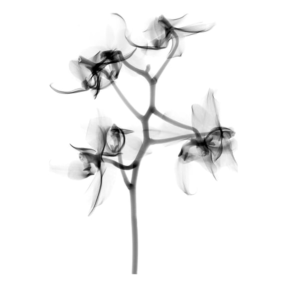 Schwartz NJIT Orchid Flower Transparent Greyscale X-Ray Photo Extra Large XL Wall Art Poster Print