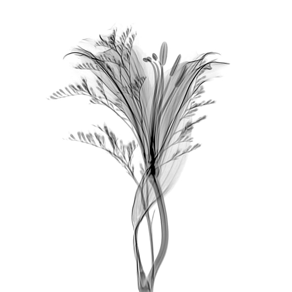 Schwartz NJIT Plant Greyscale X-Ray Transparent Photo Extra Large XL Wall Art Poster Print