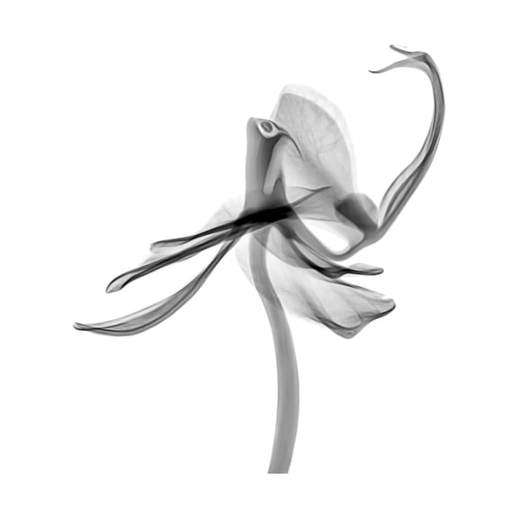 Schwartz NJIT Plant Transparent Greyscale X-Ray Photo Extra Large XL Wall Art Poster Print