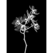 Schwartz NJIT Transparent Orchid Greyscale X-Ray Photo Extra Large XL Wall Art Poster Print
