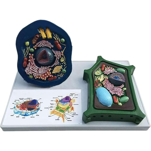 Science Classroom Anatomy Model: Animal and Plant Cell Model, Cell Biology Teaching Aids, Durable PVC Material and Clearly Labeled, for Medicine, Science Projects Kit, Biology Classroom Decor