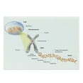 thumbnail image 1 of Science Cutting Board, Cell Chromosome DNA Gene Genome Study Double Helix Evolution Science Research, Decorative Tempered Glass Cutting and Serving Board, Large Size, Multicolor, by Ambesonne, 1 of 1