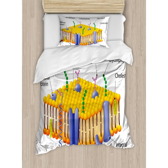 Science Duvet Cover Set, Detailed Diagram of Membrane Cell Structure Types of Protein Molecules, Decorative 2 Piece Bedding Set with 1 Pillow Shams, Twin Size, Yellow Blue Green, by Ambesonne