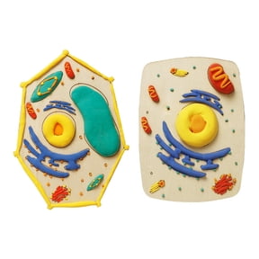 Science Education Set Cell Model Building Project with Detachable Components for Anatomy Biology Studies