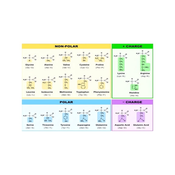 Science Gift Metal Sign Amino Acids Chart and Genetic Code Quick Study Reference For Science Lover Home School Decor 12x8 Inch