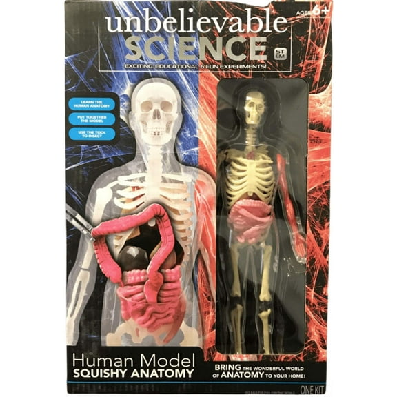 Science Squad Unbelievable Science Human Model Squishy Anatomy