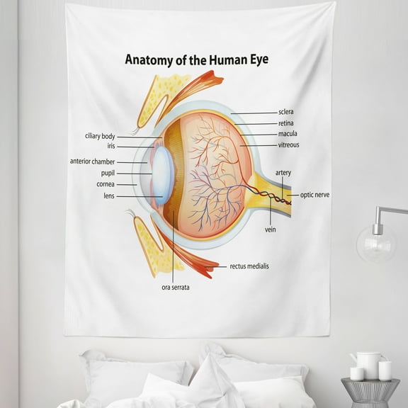 Science Tapestry, Human Eye Anatomy Cornea Iris Pupils Optic Nerves Graphic Print, Fabric Wall Hanging Decor for Bedroom Living Room Dorm, 5 Sizes, Pale Blue Mustard Coral, by Ambesonne