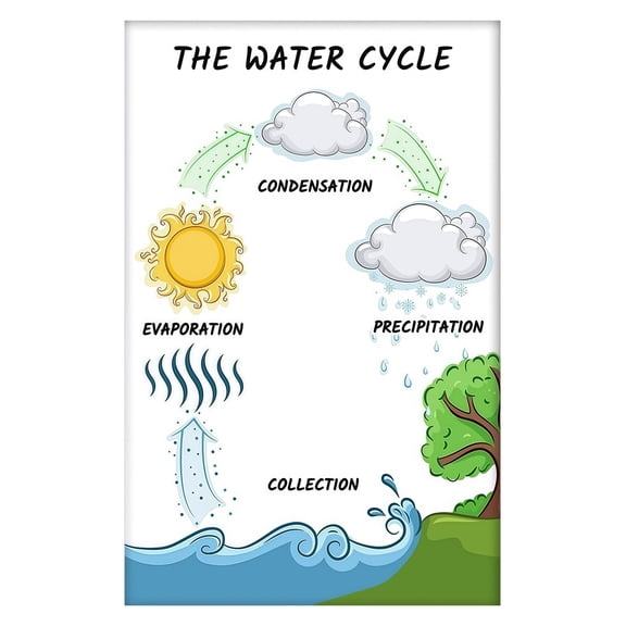 Science Teaching Aid The Water Cycle Diagram Poster Educational Wall Art for Classroom Decor in High School Middle School Elementary