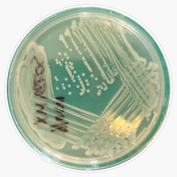Scientific Biology Lab Salmonella Isolation Streak Cultivation Bacteria Petri Dish Chart Decal Sticker