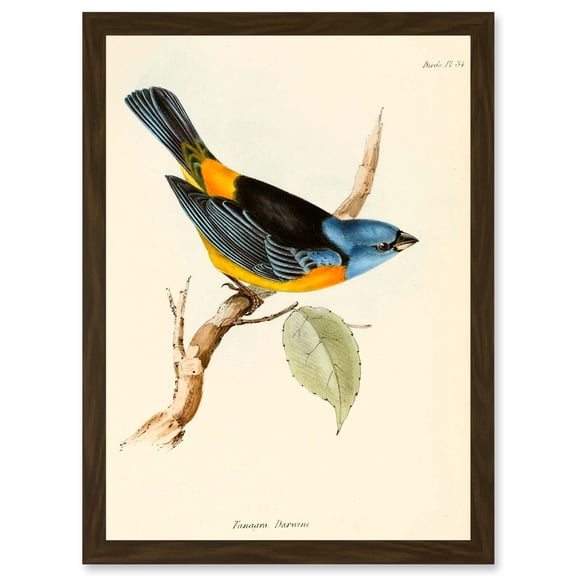 Scientific Bird Illustration Finch Tanagra Charles Darwin Artwork Framed Wall Art Print A4
