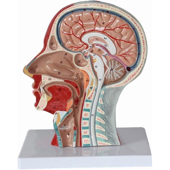Scientific Human Anatomy, Human Skull Head Neck Anatomical Model, Sagittal Plane Superficial Muscle Nerve Model