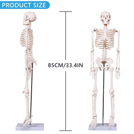 Scientific Human Skeleton Model 33.4 Inch with Metal Stand, Removable Arms for Anatomy Study and Medical Reference