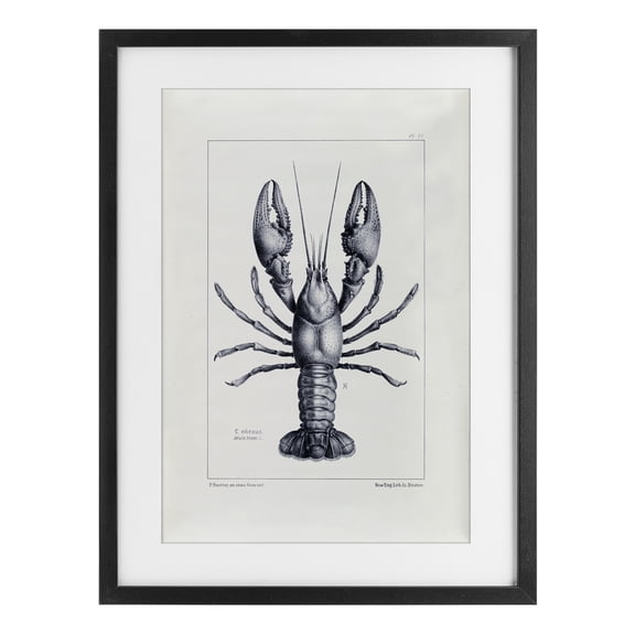 Stupell Industries Scientific Lobster Specimen Black Framed Print Under Glass, design by Tina Higgins Designs Inc., 20 x 14