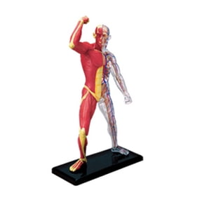 Human Muscle Anatomy Model Skeleton Teaching Tool Laboratory Education Toy for Doctors Classroom School