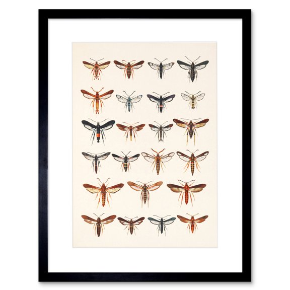 Scientific Moths Beutenmuller Artwork Framed Wall Art Print 9X7 Inch