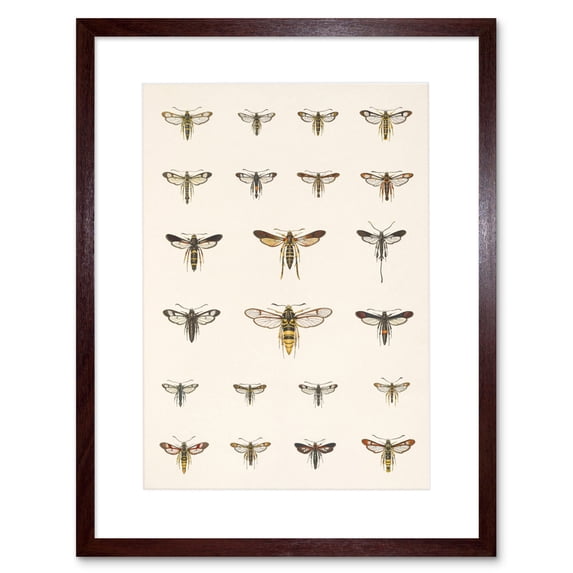 Scientific Moths Beutenmuller Biodiversity Artwork Framed Wall Art Print 9X7 Inch