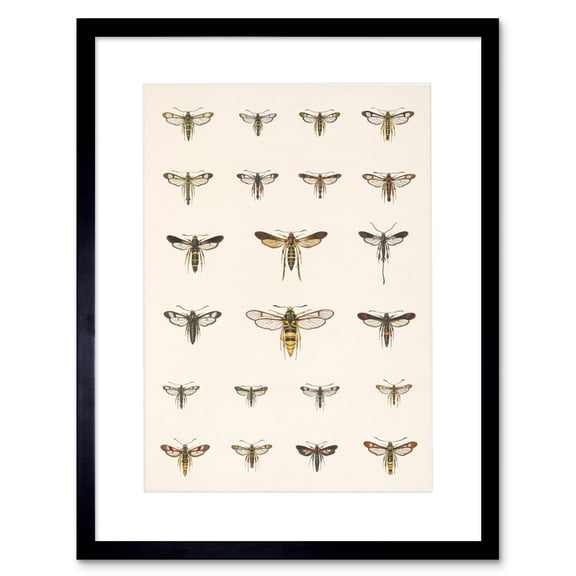 Scientific Moths Beutenmuller Biodiversity Artwork Framed Wall Art Print 9X7 Inch