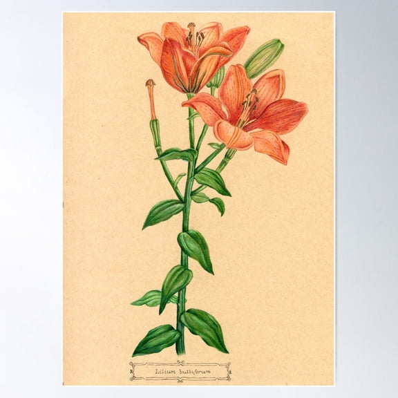 Scientific Orange Tiger Lily Botanical Flower Drawing Poster Wall Art, Modern Wall Decor For Living Room Bedroom, 8x12 UNFRAMED