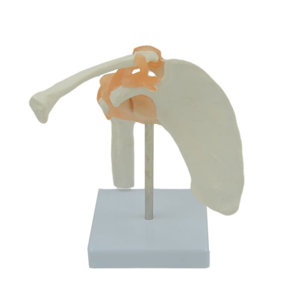 Life Size Shoulder Joint Model with Ligaments for School Education Study