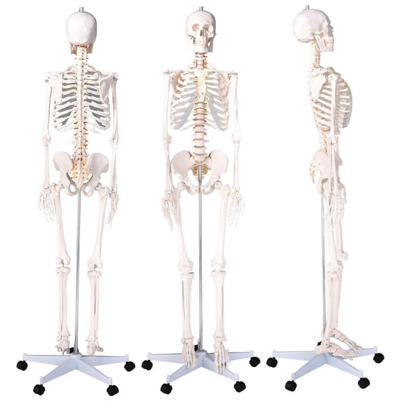 Scientific Skeleton Model, 66 Inch Full Body Anatomy Bones with Study Guide with Removable Legs and Metal Stand for Medical Instruction and Display