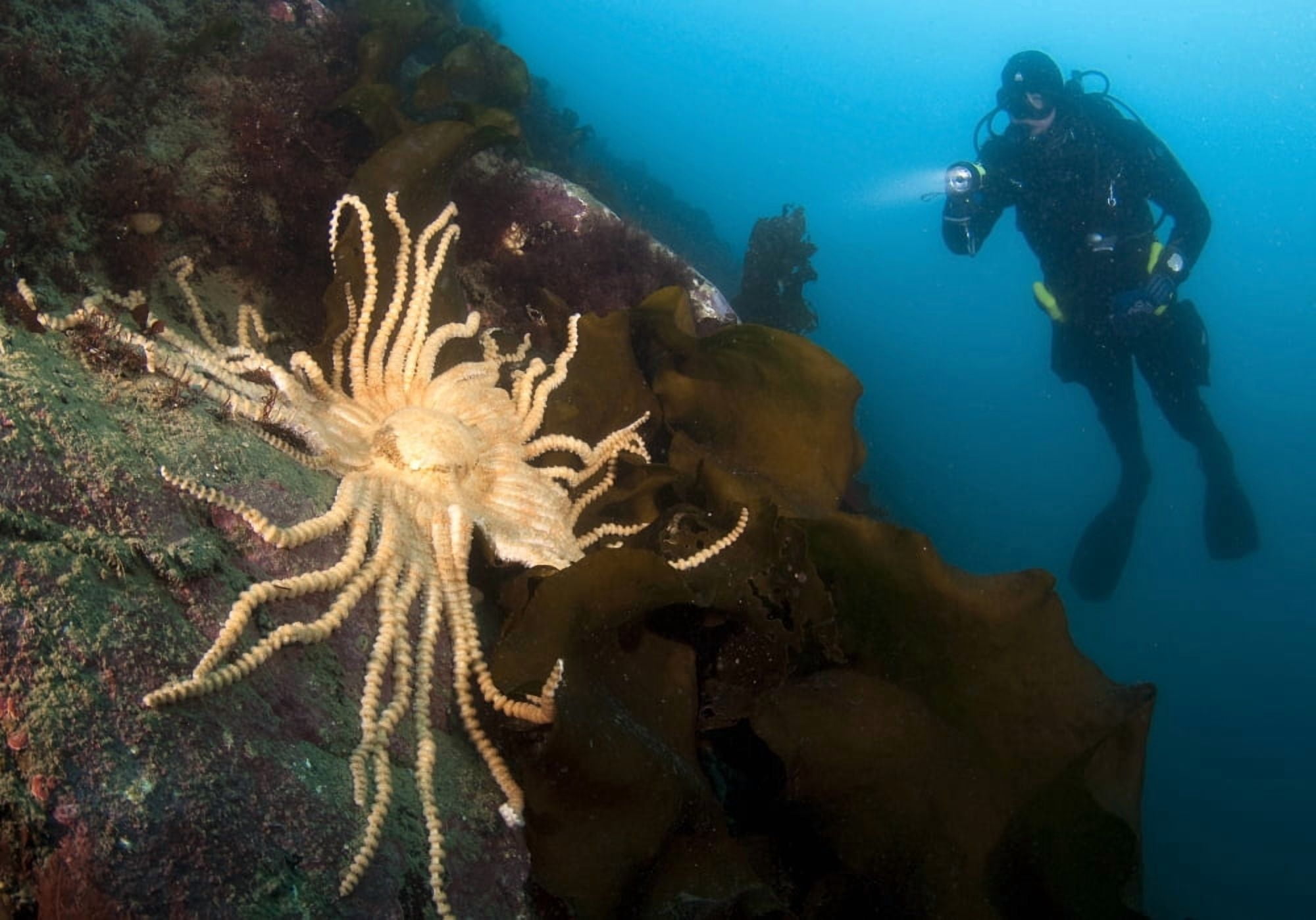 Scientific diver looks on at a giant starfish Antarctic Peninsula Canvas Art - Steve JonesStocktrek Images (17 x 12)