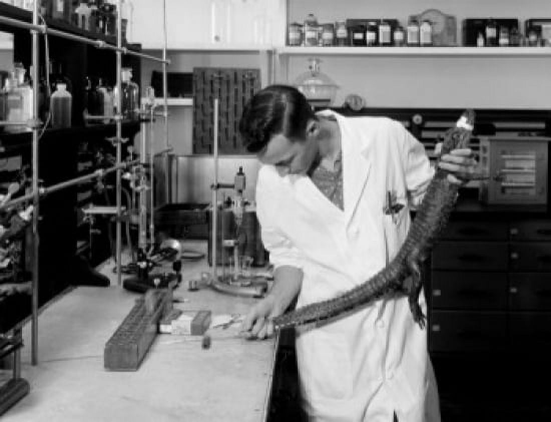 Scientist doing research on crocodile in laboratory Canvas Art - (24 x 36)