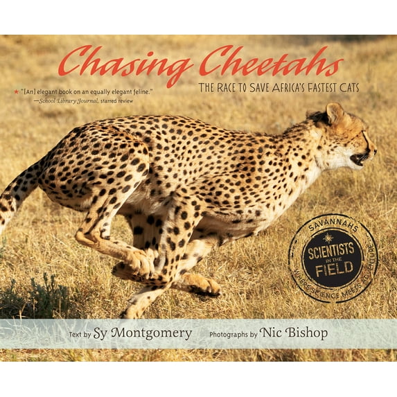 Scientists in the Field Series: Chasing Cheetahs : The Race to Save Africa's Fastest Cat (Paperback)