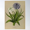 thumbnail image 1 of Scilla Peruviana - Scilla Peruviana Alba Poster Wall Art, Modern Wall Decor For Living Room Bedroom, 8x12 UNFRAMED, 1 of 3