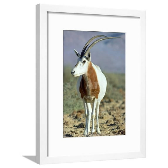 ScimitarHorned Oryx, Animals Framed Art Print Wall Art Sold by Art.Com