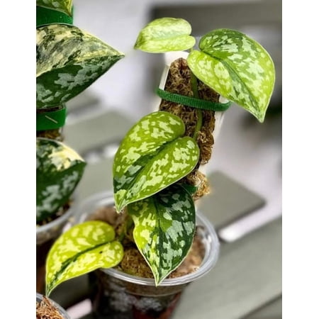 Scindapsus Apolaki, Root in moss 4-5 Get Similar (UG-019)