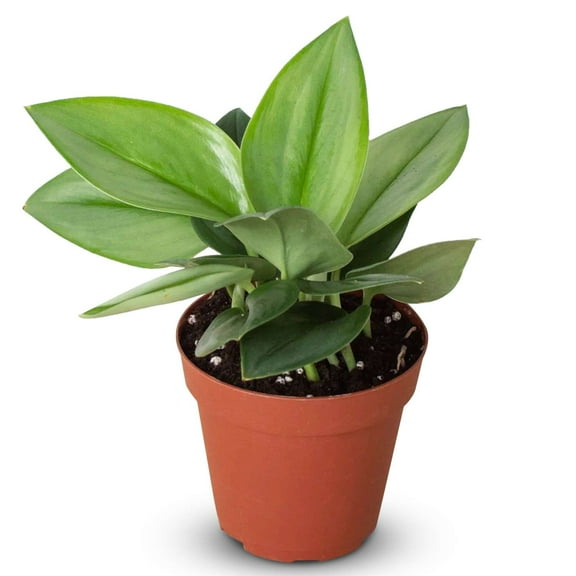 Scindapsus Moonlight Live Plant for Indoor | Different Houseplants in 4'' & 6'' Pot | Real House Plant for Living Room, Office, Desk & Bathroom | Sterling Silver | Scindapsus Treubii