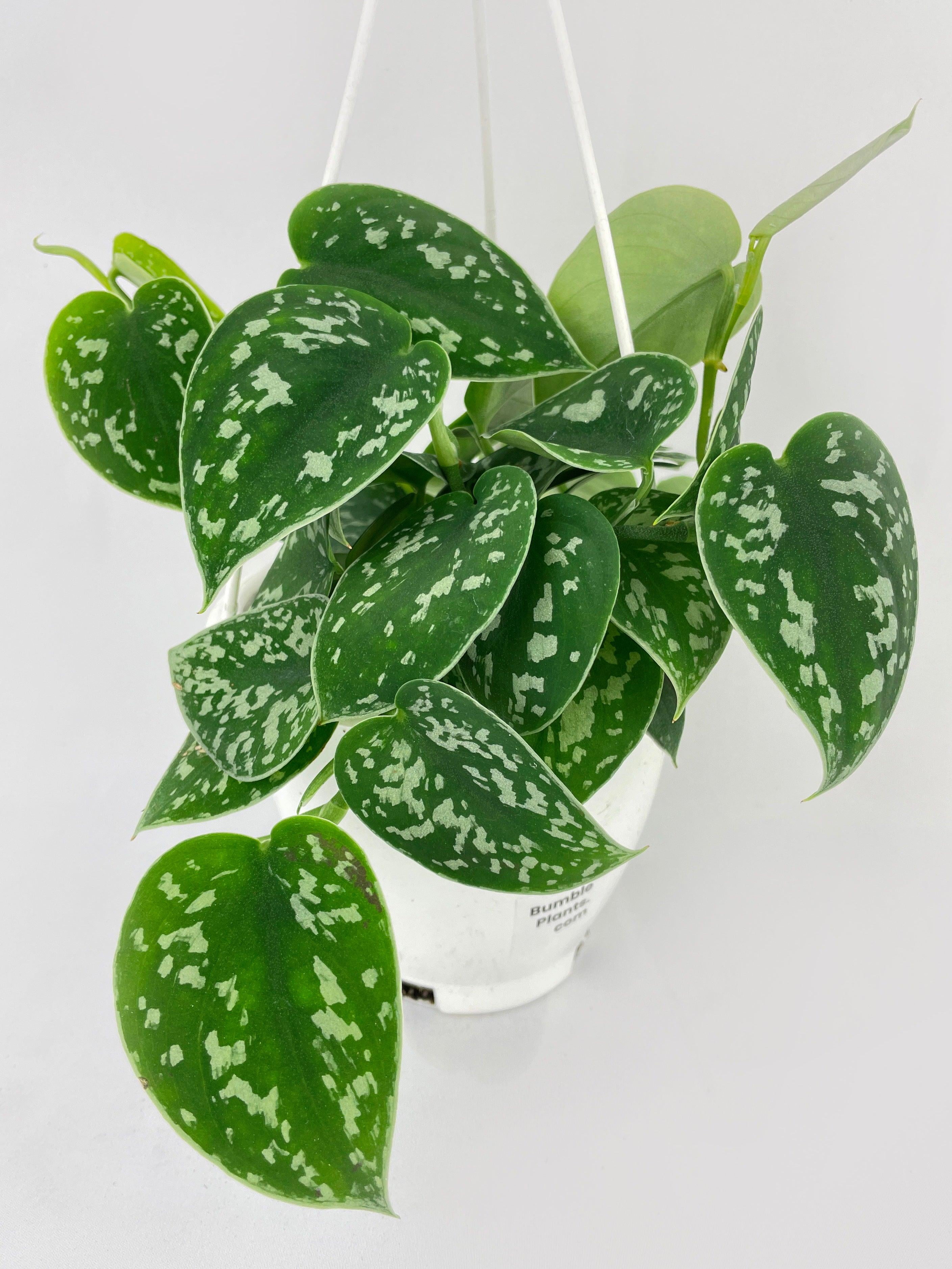 Scindapsus Pictus 'Argyraeus' Satin Pothos - Live Air-Purifying Indoor Plant in Nursery Pot – Easy Care, Low Maintenance Houseplant for Home & Office Decor, Natural Air Cleaner, Best for Beginners