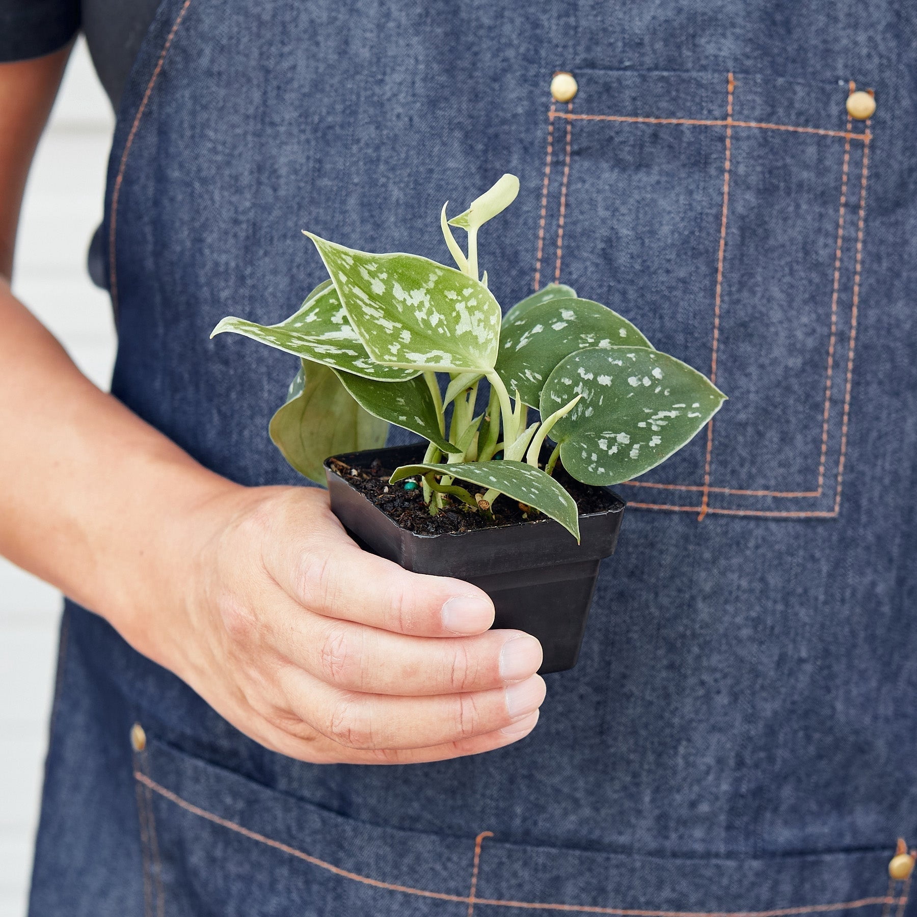 Scindapsus Pictus 'Argyraeus' Satin Pothos - Live Air-Purifying Indoor Plant in Nursery Pot – Easy Care, Low Maintenance Houseplant for Home & Office Decor, Natural Air Cleaner, Best for Beginners