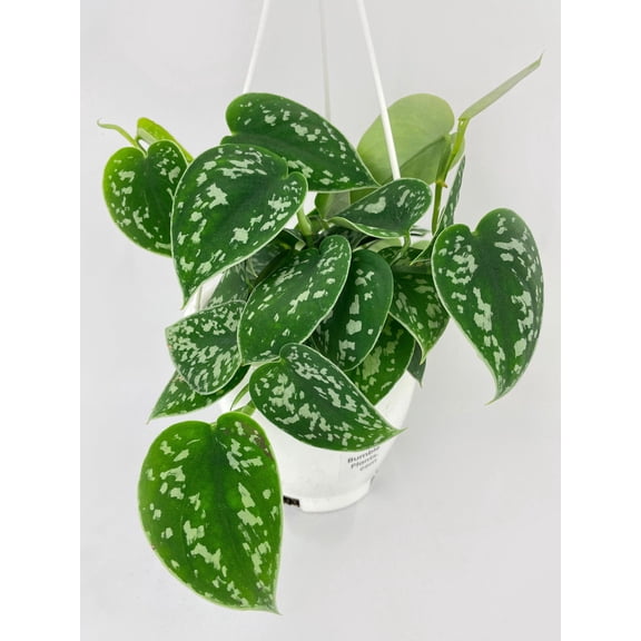 Bumble Plants Scindapsus Pictus 'Argyraeus' Satin Pothos - Full Live Colorful Houseplant in Nursery Pot, Easy Care, Indoor Plant for Beginners