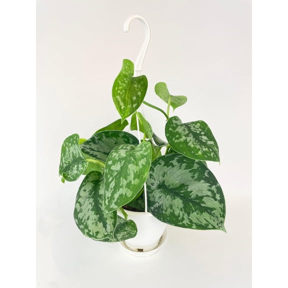 Bumble Plants Scindapsus Pictus 'Exotica' Pothos - Full Live Colorful Houseplant in Nursery Pot, Easy Care, Indoor Plant for Beginners