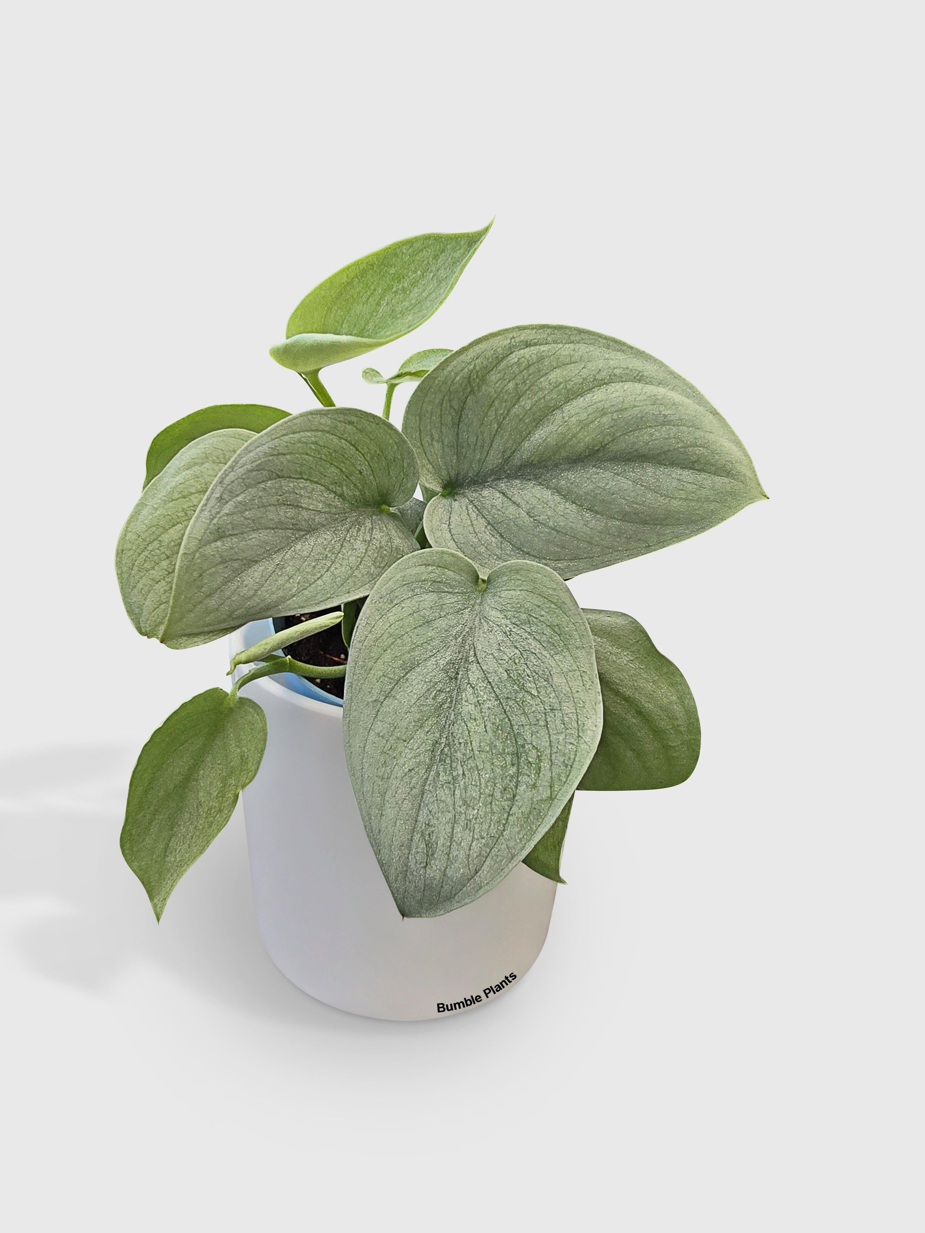 Scindapsus Pictus 'SOOO™ Silver' - Live Air-Purifying Indoor Plant in Nursery Pot – Easy Care, Low Maintenance Houseplant for Home & Office Decor, Natural Air Cleaner, Best for Beginners