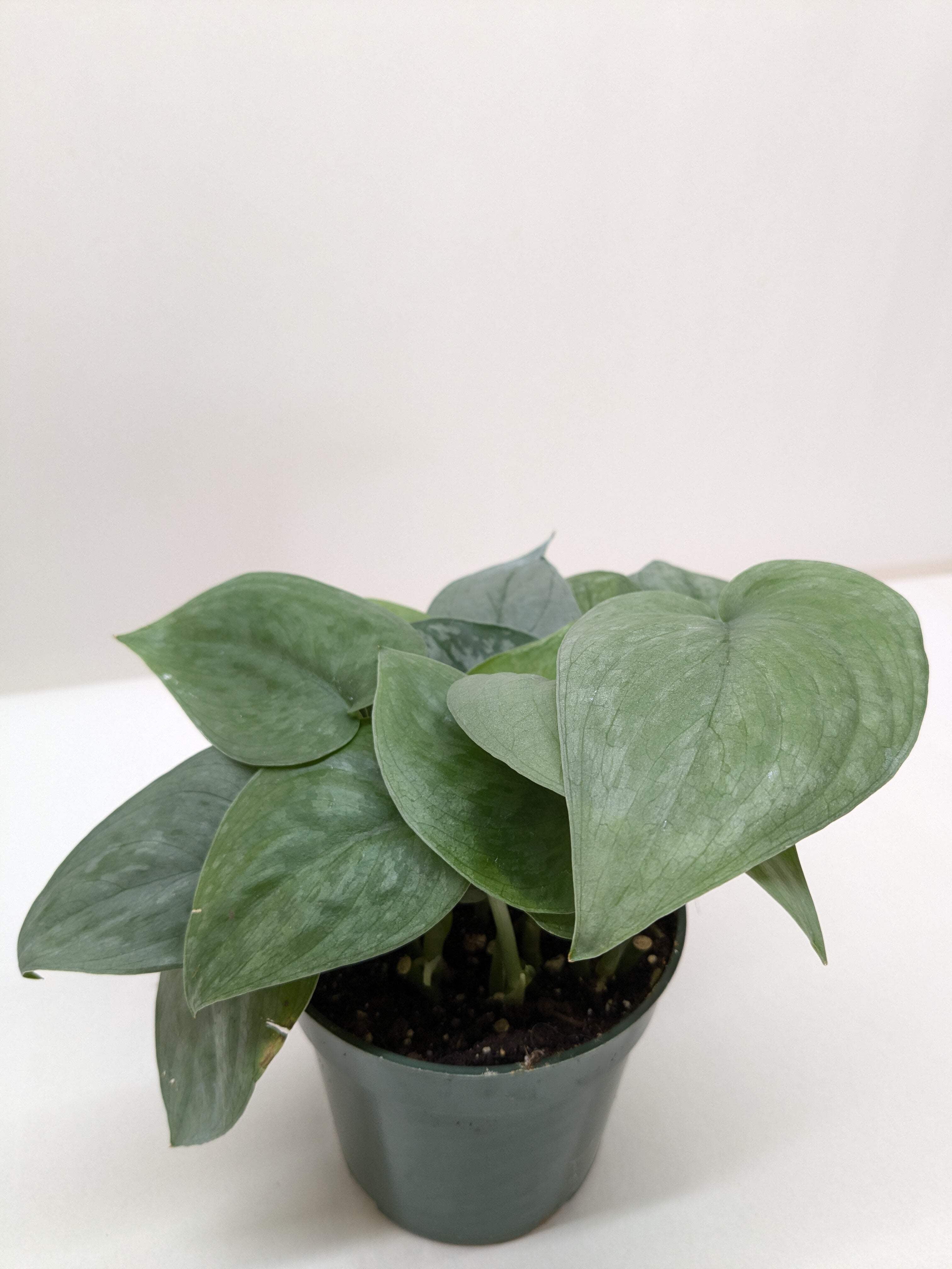Scindapsus Platinum Java, 4