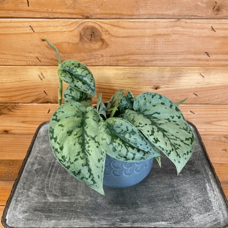Scindapsus Silver Lady, 4" Plant, The Plant Farm