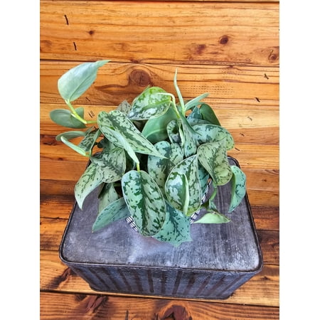 Scindapsus Silver Lady, 6" Plant, The Plant Farm