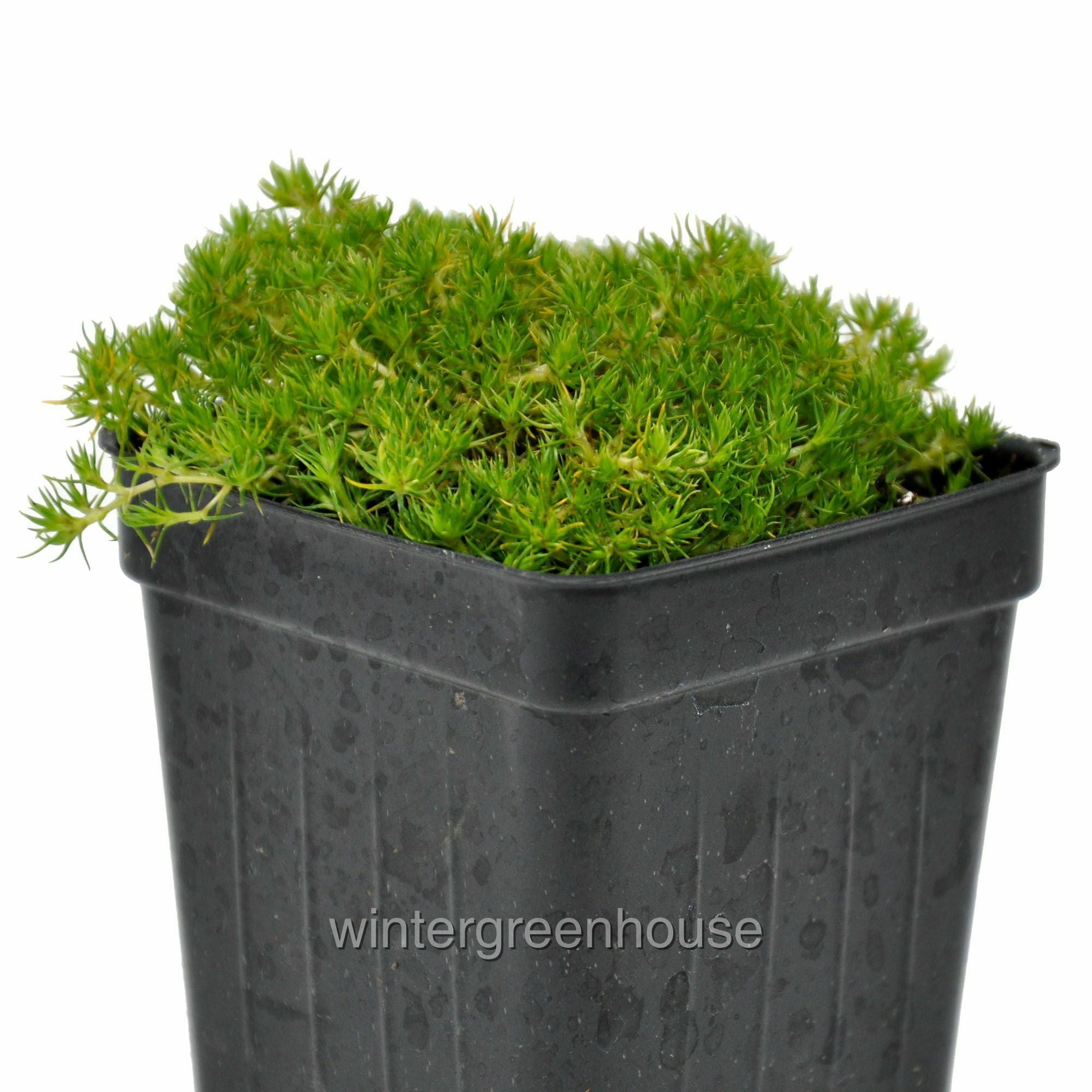 Scleranthus Biflorus, Australian Astroturf Pot Size 3" (2.6x3.5