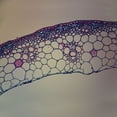 thumbnail image 1 of Sclerenchyma Tissue, C.S., 12 M Microscope Slide, 1 of 1