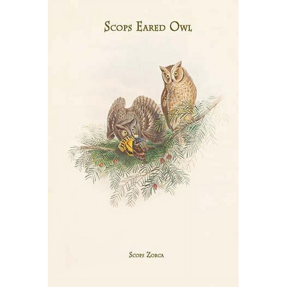 Scops Zorca - Scops Eared Owl-Fine Art Canvas Print (20" x 30")