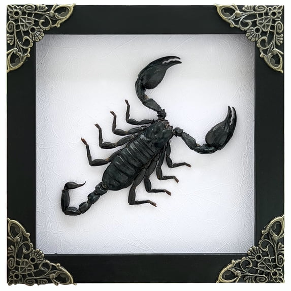 Scorpion Display Frame Shadow Box Art Wall Decor Curiosity Cabinet Nature Decoration Gift For Women Desk Tabletop Or Wall Hanging Black Frame Home Decor K14-51-TR